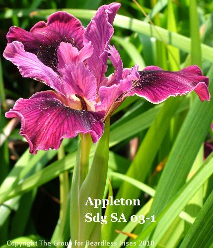 Appleton Sdg SA 03-1 (3)